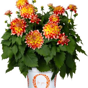 Dahlia Hypnotica® Candy Corn ~ New 2026
