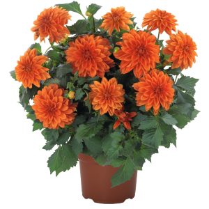 Dahlia Hypnotica® Orange ~ New 2026