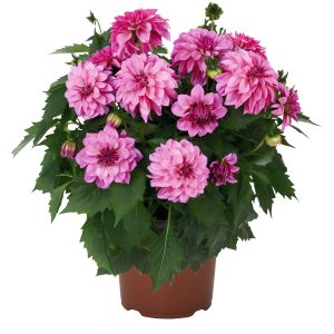 Dahlia Hypnotica® Purple Bicolor ~ New 2026