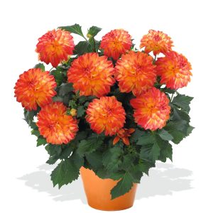 Dahlia Hypnotica® Tequila Sunrise ~ New 2026