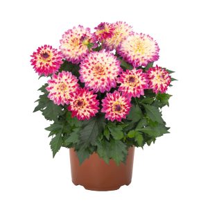 Dahlia Hypnotica® Tropical Breeze ~ New 2026