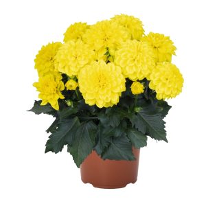 Dahlia Hypnotica® Yellow ~ New 2026