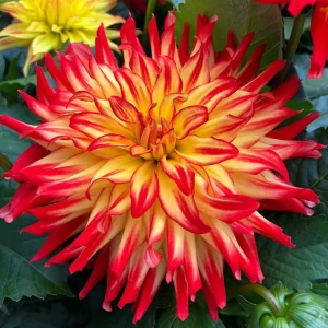 Dahlia Hypnotica® Icarus ~ New 2026