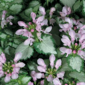 Lamium Pink Chablis® ~ New 2026