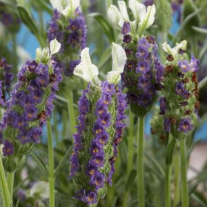 Lavandula New Madrid Blue