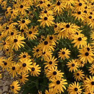 Rudbeckia Mega Millions®