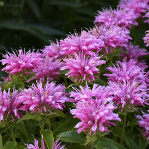 Monarda (Bee Balm) BeeMine™ Pink ~ New 2026