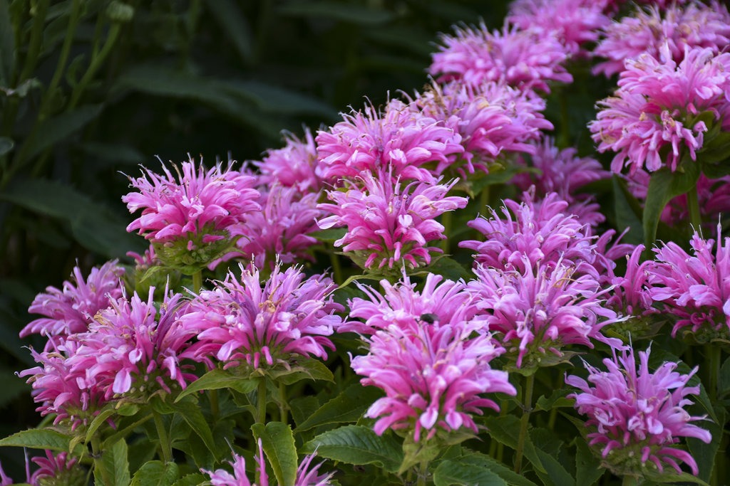 Monarda (Bee Balm) BeeMine™ Pink ~ New 2026