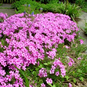 Phlox Emerald Pink