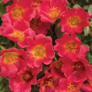 Portulaca Mojave® Red ~ New 2026
