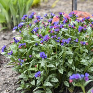 Pulmonaria Spot On