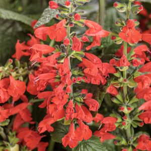 Salvia Unplugged® Red ~ New 2026