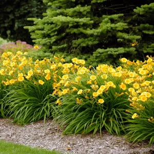 Hemerocallis (Daylily) Stella d'Oro
