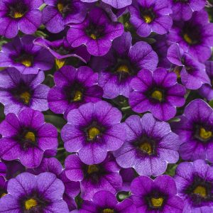 Calibrachoa Superbells® Grape Punch™