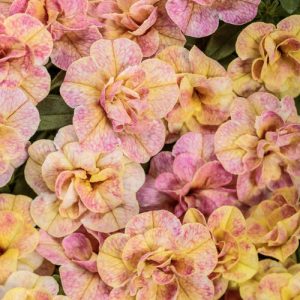 Calibrachoa Superbells® Magic® Double Grapefruit ~ New 2026