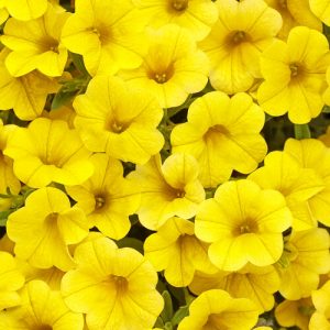 Calibrachoa Superbells® Yellow