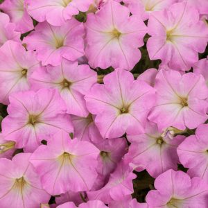 Petunia Supertunia Mini Vista® Pink Cloud ~ New 2026