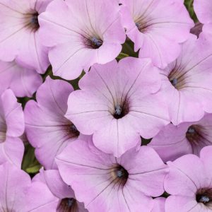 Petunia Supertunia Vista® Cool Jazz ~ New 2026