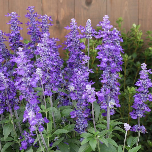 Salvia Unplugged® So Blue™ ~ New 2026 - Image 3